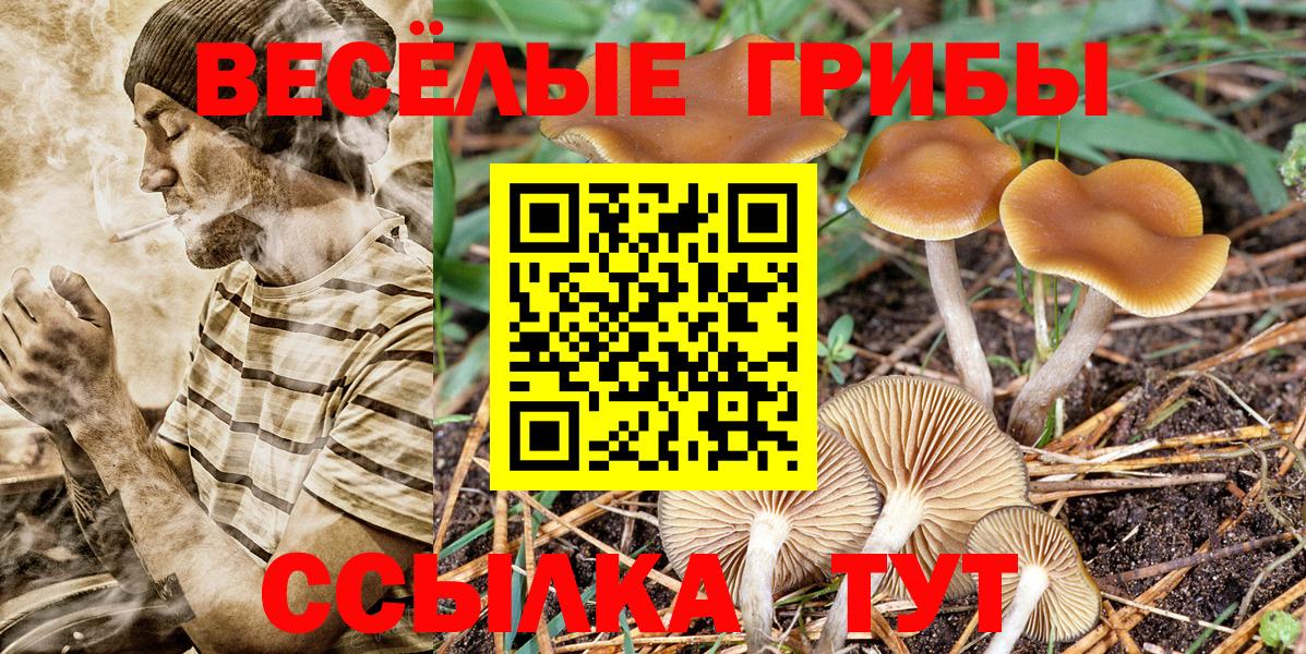 купить наркотики сайты  Вход с VPN  Псилоцибиновые грибы ЛСД  Кимры  Псилоцибиновые грибы мухоморы 